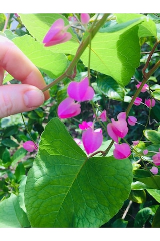 10 Adet Pink Coral Vine Tohumu