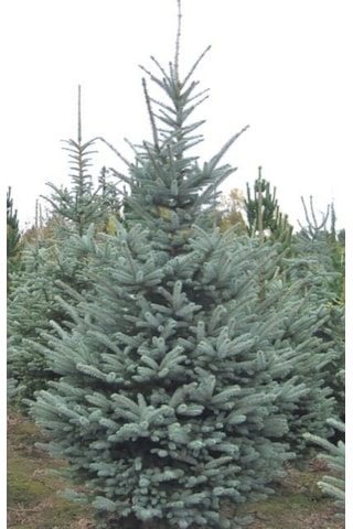 35-45 Cm Mavi Ladin Fidanı - 3 Adet Tüplü Fidan