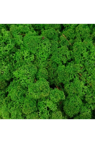 Reindeer Moss Medium Şoklanmış Norveç Yosunu 30gr