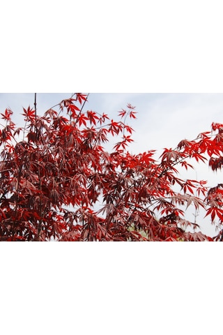 Kırmızı Japon Akçaağacı 150 - 200 Cm