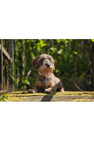 Beeztees Köpek Tasması, Pembe, 20-30cm, 10mm