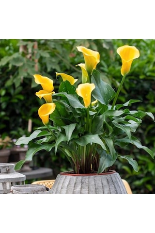 Gala Gelin Çiçeği Calla Lily Sarı 10-20 Cm
