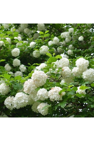 Çınar Kartopu Çiçeği 50 80 Cm Tüplü