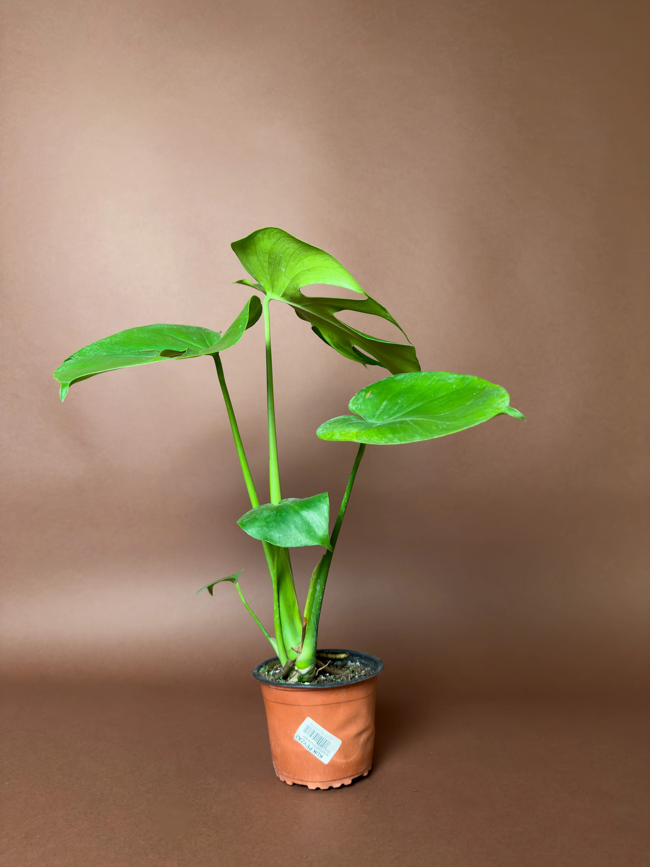 Monstera Deliciosa 42 Cm Mini Form