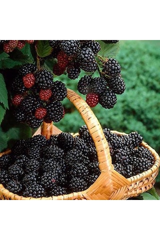 Triple Crown Dikensiz Böğürtlen Fidanı Yaş 2 Boy 150-200cm