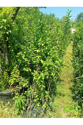 Yeşil Deniz Fidancılık Tüplü Can Erik Fidanı 100-150 Cm