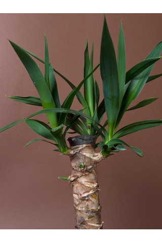 Mini Yuka 38 Cm Tek Gövdeli Kompakt Form