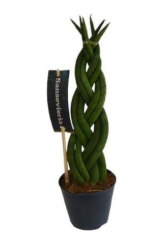 Örgülü Sanseverıa Cylındrıca