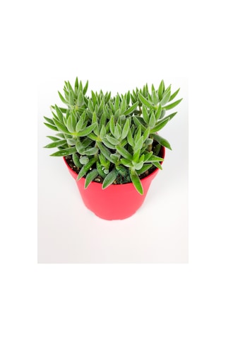 Crassula Jade Mesembryanthemoides Pembe Küçük Çiçek Veren Sukulent 8.5 CM Kırmızı Saksıda