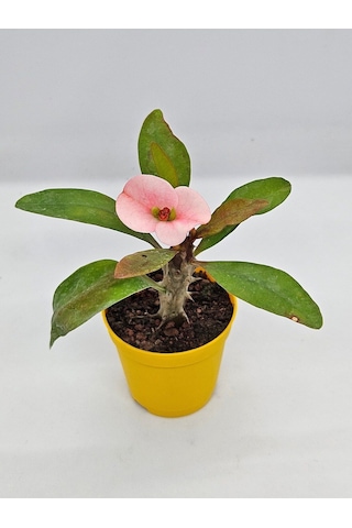 Tayland Milii - Dikenler Tacı İri Açık Pembe Çiçek Açan Bitki Boyu 5-7 Cm'dir 5.5cm Saksılı
