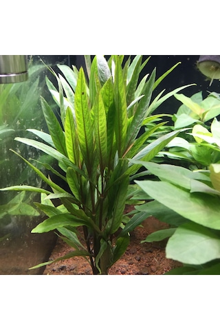 Nomaphila Spp Akvaryum Bitkisi Canlı Bitki 5 Dal
