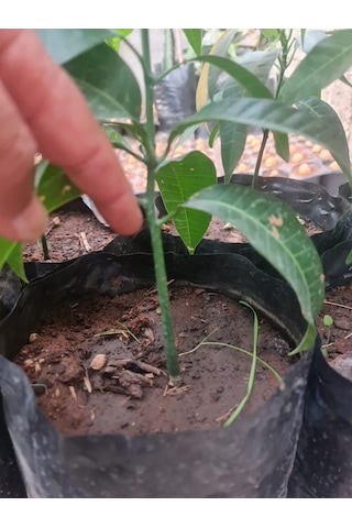 Mango Fidanı Mangifera İndica L.. 50-60 Cm. Tüplü