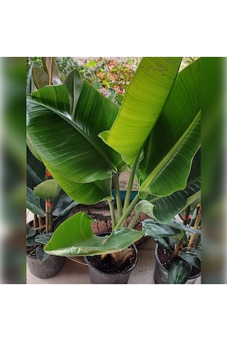 Starliçe Cennet Kuşu Strelitzia 100-120cm