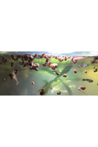 Maazam Ramshorn Salyangoz Planorbis Rubrum 5 Adet