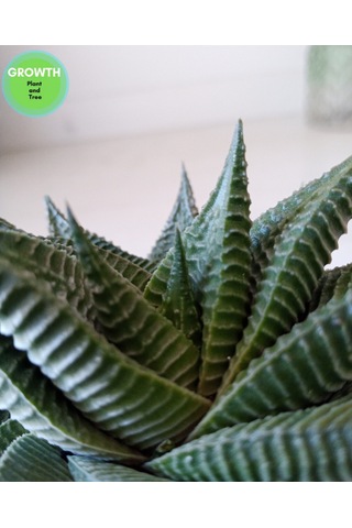 Haworthia Limifolia Twist 1 Adet