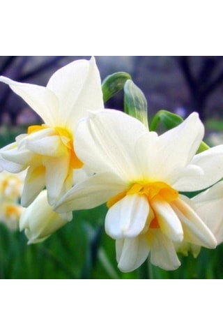 Kokulu White Lion Nergis Çiçeği Soğanı 10 Adet