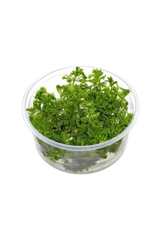 Limnophila Sessiliflora In Vitro Canlı Bitki