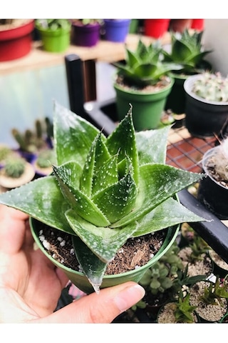 Aloe Cosmo Özel Tür Aloe