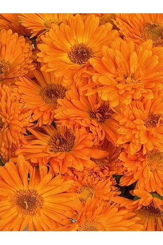 Chrysanthemum Turuncu Kasımpatı Çiçeği Fidanı 15-25 Cm Saksılı