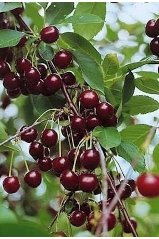 Bodur Vişne Fidanı 1-2 Yaş Arası Saksılı