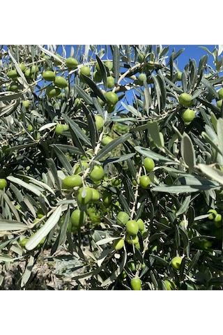 1.5 Metre Aşılı Gemlik Trilye Zeytin Fidanı 5 Yaş