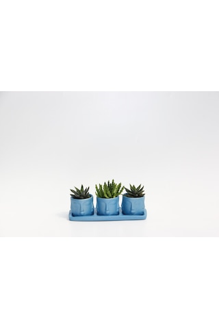 Trio Mavi Adler Sukulent Seti - Haworthia. Huernia