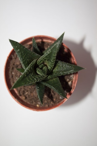 Haworthia Limifolia Sukulent Tekli 5,5 Cm Saksıda