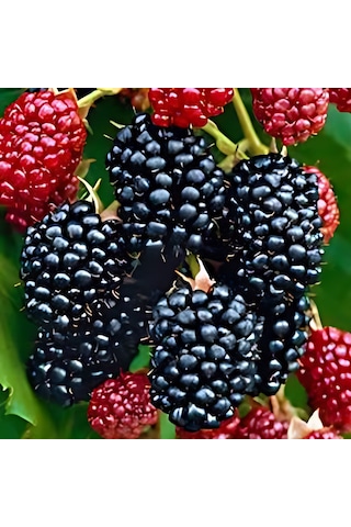 Böğürtlen Jumbo 50-75 Cm Boyunda Tüplüdür