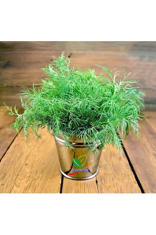 Dereotu Toros MeLemi Tohumu 5000 Adet Dere Otu