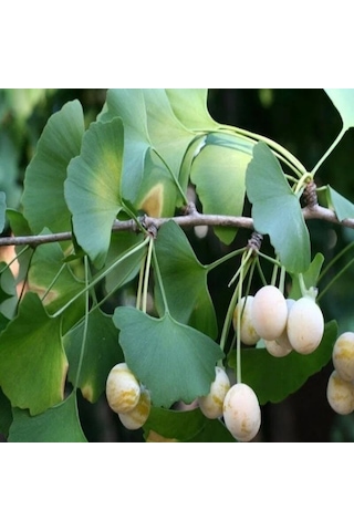 Tüplü Soğuklara Dayanıklı Şifalı Mabet Ağacı Ginkgo Biloba Fidanı