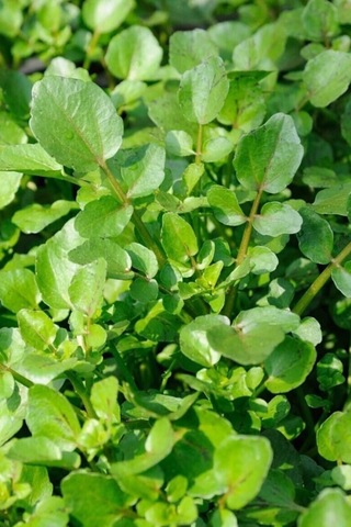Roka Tohumu 10 Gr 0,5 Mm-10 Metre