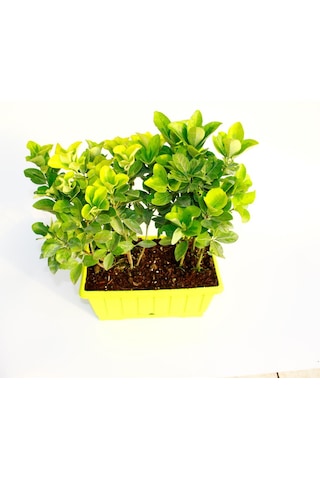 Gold Taflan Euonymus Japonica Aurea Sarı Çit Bitkisi 6 Li Dikim Sarı Saksıda 3 Adet