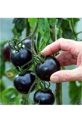 Black Domates Siyah Domates Tohumu 5 Tohum + Tohum