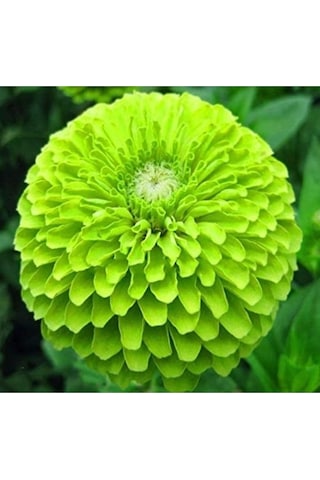 10 Adet Yeşil Dahlia Yıldız Çiçeği Tohumu + 10 Adet Hediye Karışık Renk Gül Tohumu