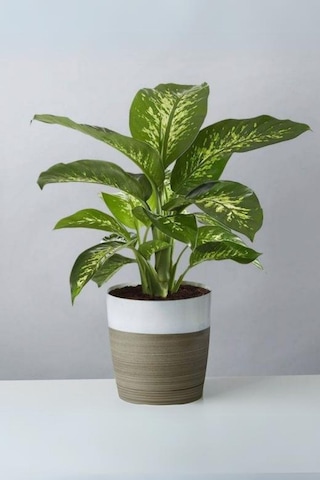 Dieffenbachia Tropik Snow-difenbahya Canlı Salon Bitkisi 40-60 Cm