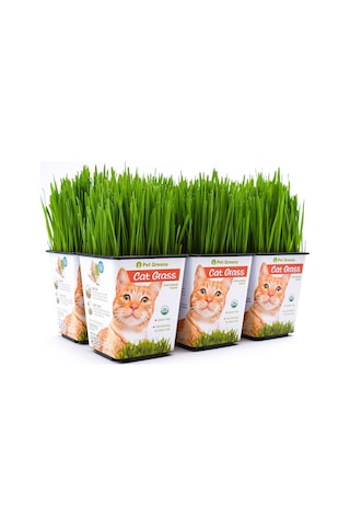 Kedi Çimi 12 cm'lik Saksıda