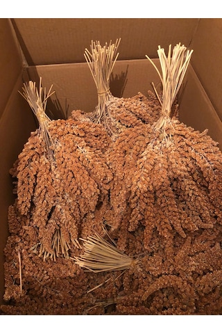 Doğal Daldarı Kızıl Darı 1 KG