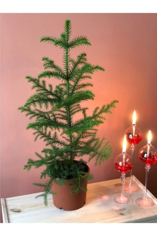 Gerçek Yılbaşı Ağacı Arokarya Araucaria 60-70 Cm Ev Bitkisi Ofis Bitkisi Salon Çamı