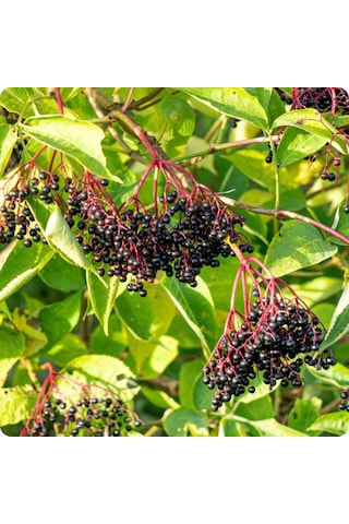 Kara Mürver Fidanı Sambucus Nigra - Sağlıklı Meyveli Bitki