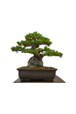 Bodur Bonsai Fıstık Çamı Ağacı Tohum Ekim Seti 3 Adet Tohum + Saksı + Toprak