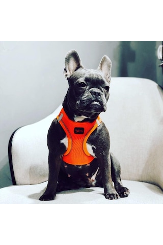 Tailpetz Air-mesh Küçük Ve Orta Irk Kedi Köpek Göğüs Tasması - Yumuşak, Nefes Alabilir, Dayanıklı Neon-turun Genel