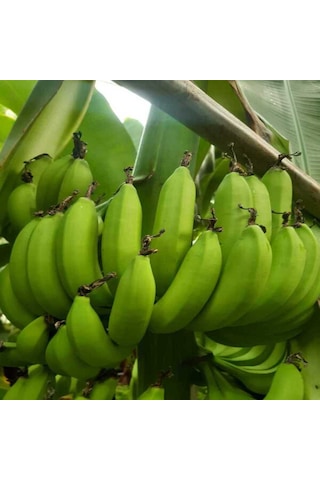 Dalından Yeşil Doğal Anamur Muzu 10 Kg