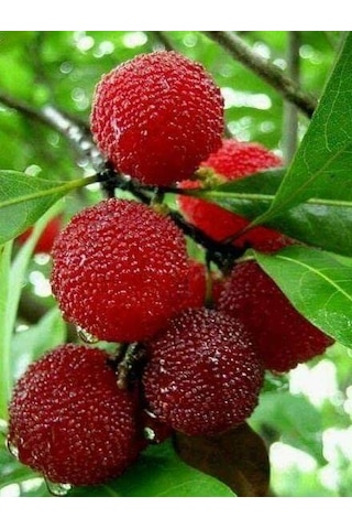 Bahçevilya 2 Adet Koca Yemiş Fidanı Arbutus Unedo