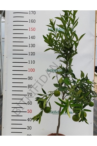 Bitkifidan 5 Yaş Aşılı Satsuma Mandalina Fidanı