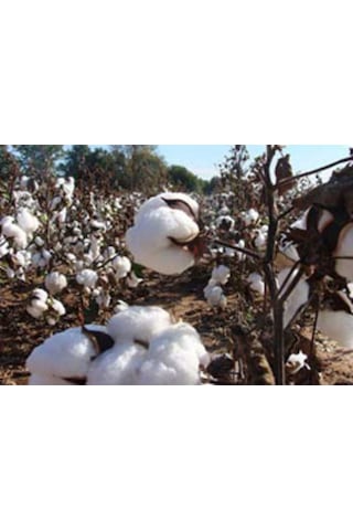 Çift Kişilik El Yapımı El Sırıması Doğal Pamuk Yorgan