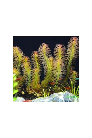 Rotala Wallichi In Vitro Canlı Bitki Diğer