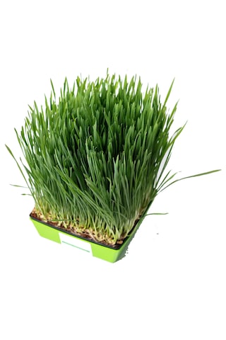 Yerli Buğday Mikro Yeşillik Tohumu, 15 Gram