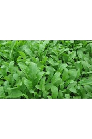 Roka Tohumu 100 Tohum + Tohum