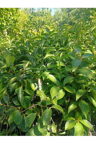 Yeşil Deniz Fidancılık Tüplü Trabzon Hurması Fidanı 50-100 Cm