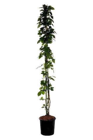 Kırmızı Sarmaşık Gül Fidanı Saksılı Tüplü 60-80cm+yeşim Para Çiçeği